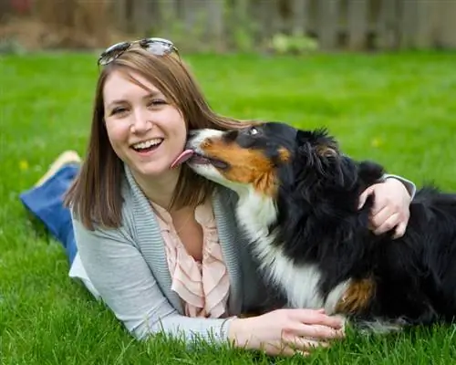 chien de berger australien léchant femme propriétaire