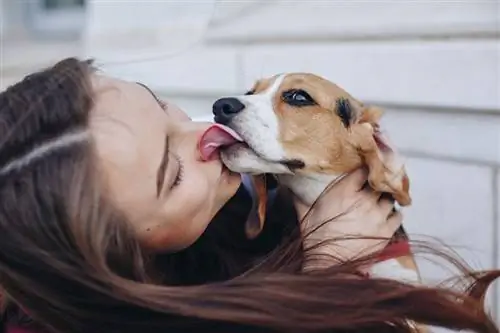 mignon petit chien beagle embrassant la belle propriétaire