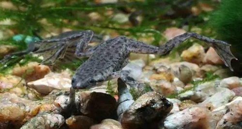 katak kerdil afrika berenang