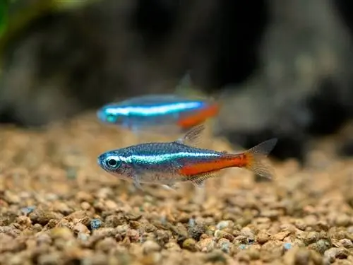 neon-tetra