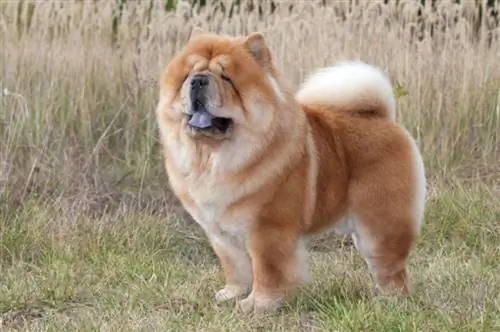 chow chow koira seisoo nurmikolla