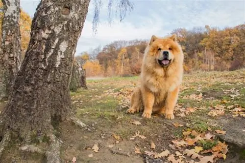 Chow-Chow sitzt im Park