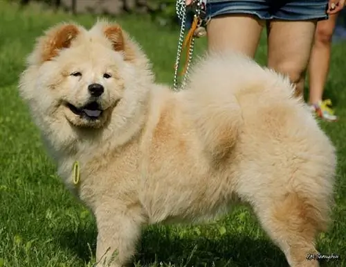 Chow-Chow