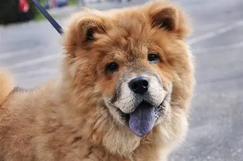 Chow-Chow-blaue Zunge