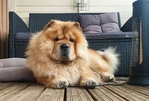 Chow Chow