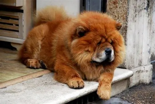 Chow-Chow-Hund liegt