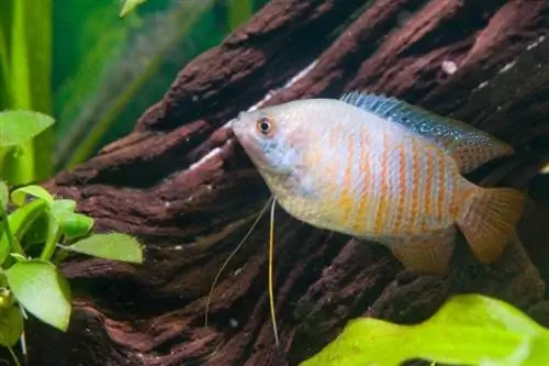 Karłowate gourami