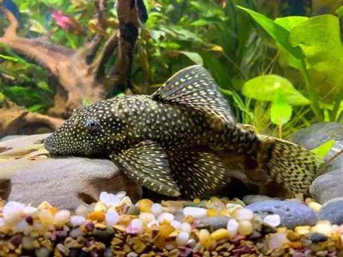 Bristlenose Plecos აკვარიუმის შიგნით