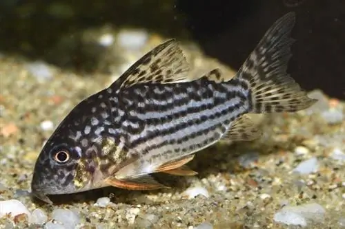 Poisson-chat cory de Sterba