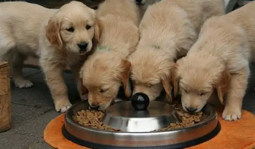 perros comiendo