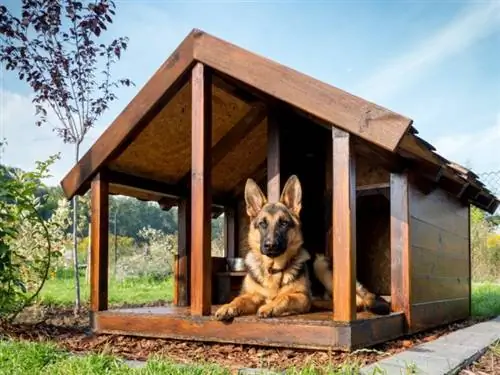 10 Rumah Anjing Terbaik untuk Anjing Besar - Ulasan 2023 & Pilihan Teratas