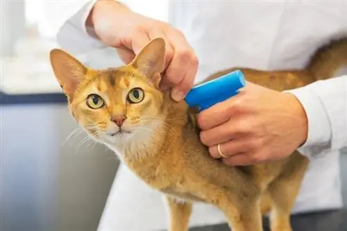 Microchip implantat för katt