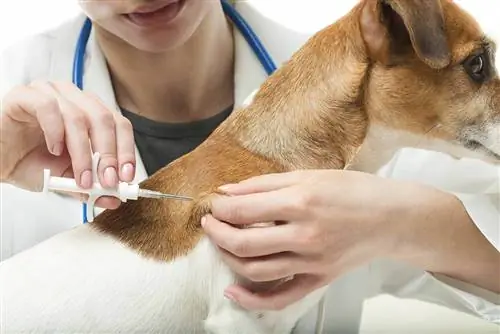 mikrochip implantat på hund