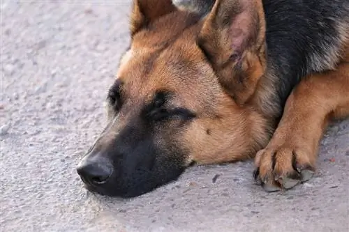 Kranker deutscher Schäferhund