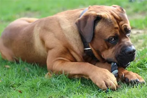 cane corso som tuggar sin leksak