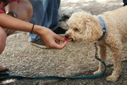 Hond eet lekkerny