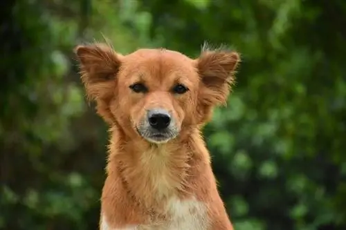 Adorable perro marrón