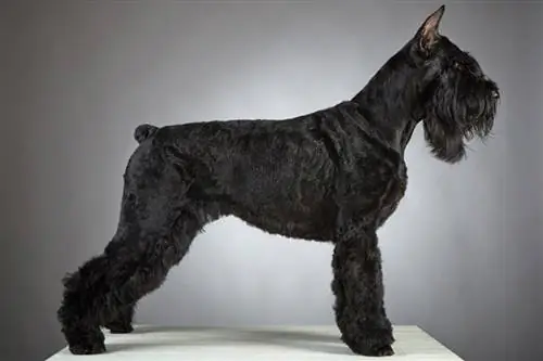 Giant Schnauzer ราคาเท่าไหร่? คู่มือราคาปี 2023