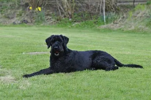 Schnauzer gigante deitado na grama