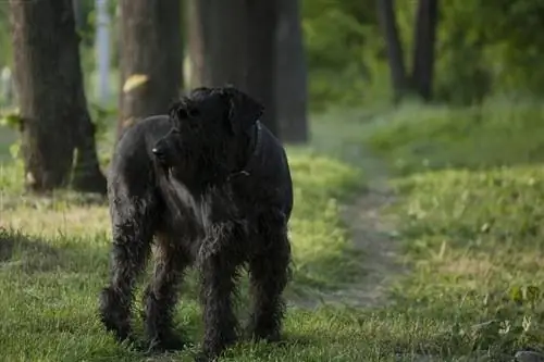 Giant Schnauzer hauv hav zoov