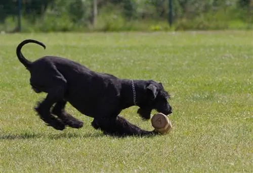 schnauzer gigante brincando com brinquedo ao ar livre