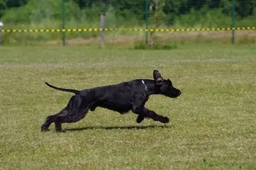 Schnauzer gigante correndo