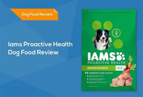 Iams Proactive He alth Dog Food Review 2023: Herroepings, voordele & Nadele