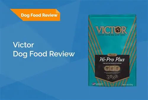 Victor Dog Food Review 2023: Tilbagekaldelser, fordele & Ulemper