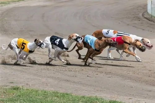 Jsou Greyhound Racing kruté? Etické důvody &