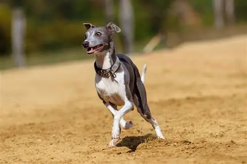 italian greyhound tumatakbo