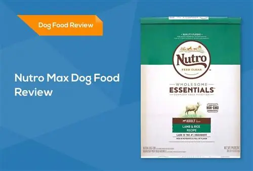 Nutro Max Dog Food Review 2023: การเรียกคืน ข้อดี & ข้อเสีย