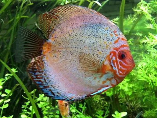 poisson discus dans l'aquarium