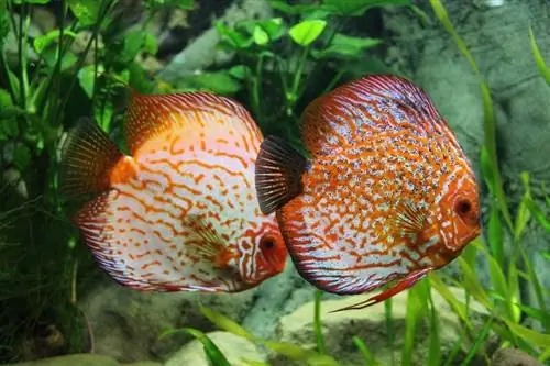 poisson discus dans l'aquarium