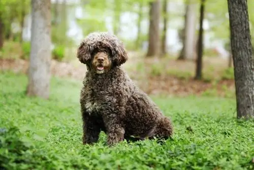 Portugese waterhond in het bos