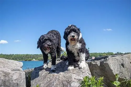 een paar Portugese Waterhonden die op rotsen staan