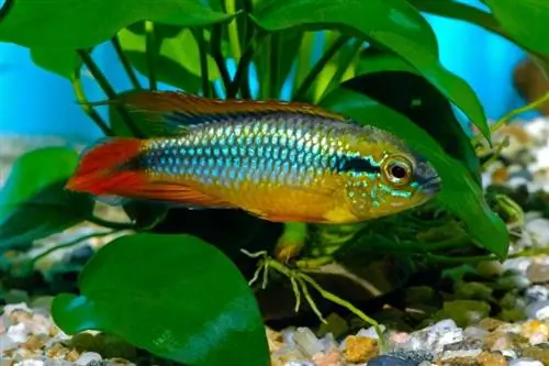 Ikan cichlid kerdil Agassizi