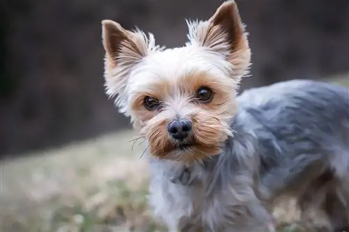 Yorkshire Terrier