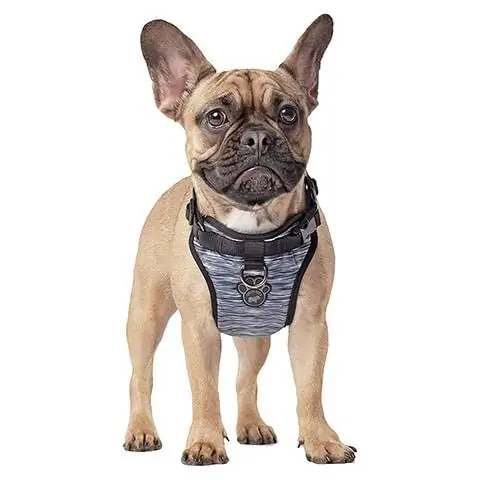 Canada Pooch Kila kitu Mbwa Harness