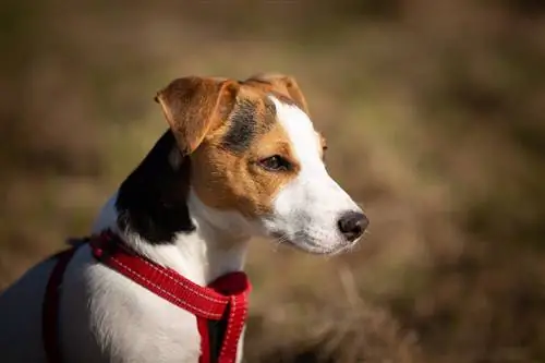 10 Melhores arreios para cães no Canadá – 2023 Avaliações & Principais escolhas