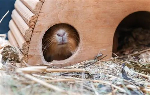 13 DIY Guinea Pig Hideout tswv yim (Nrog duab)