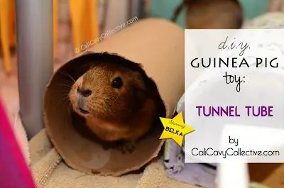 Homemade Guinea Pig Toy DIY- Tunnel Tube1