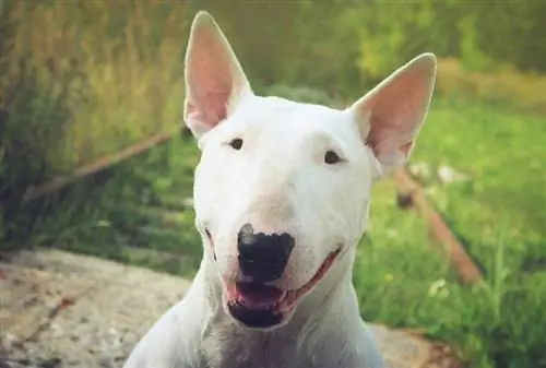 bull terrier ansikt