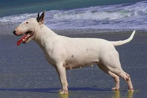 bullterrier di luar ruangan