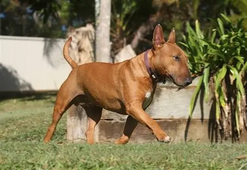 bullterrier coklat