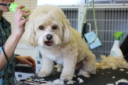 preparação do cão