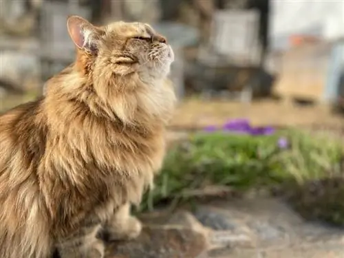 gato siberiano cheirando a primavera