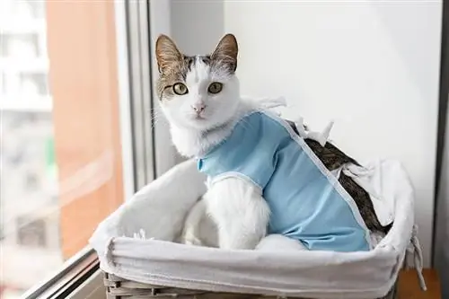 gato tendo cuidados pós-operatórios após esterilização