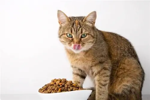 kat eet droogvoer uit een witte kom