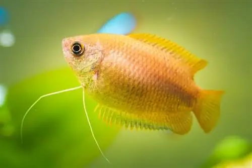 Miodowo-gourami