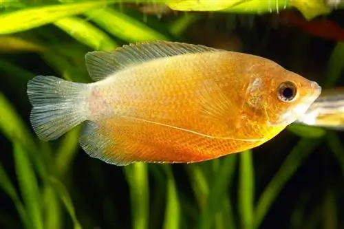 med Dwarf Gourami